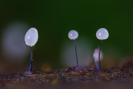 Comatricha is a species of slime mold. Found in moist environments, where it feeds on bacteria,...