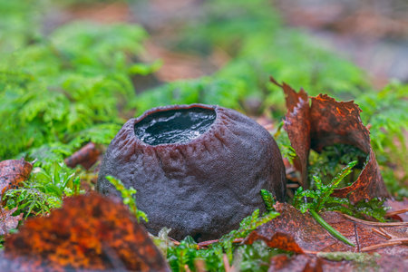Sarcosoma globosum a rare mushroom that must be protected and carefully preservedの写真素材