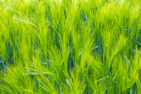 A lush green wheat field is beautifully set and fully prepared for the upcoming harvestの写真素材