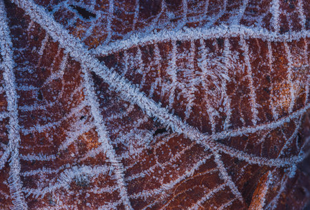 Frozen leaf with ice crystals, winter backgroundの写真素材