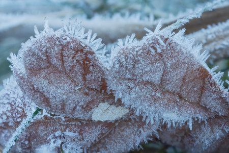 Frost Ice Crystals Formed on Winter Leaves in Nature. Abstract natureの写真素材