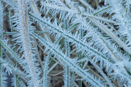 Frost Ice Crystals Formed on Winter Leaves in Nature. Abstract natureの写真素材