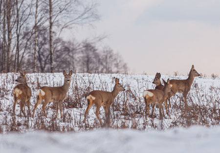 A Beautiful Winter Scene Featuring a Group of Majestic Deer in a Snowy Landscape Settingの写真素材