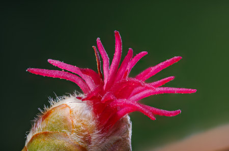 Macro shot of a female blossom of a hazelnut - Corylus avellana in the sunshineの写真素材