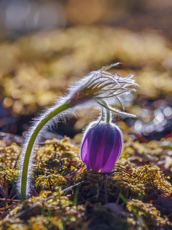 Pasque flowers blooming in the spring, Lithuaniaの写真素材