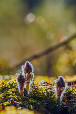 Pasque flowers blooming in the spring, Lithuaniaの写真素材