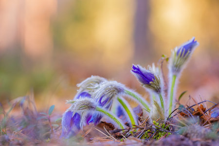 Pasque flowers blooming in the spring, Lithuaniaの写真素材