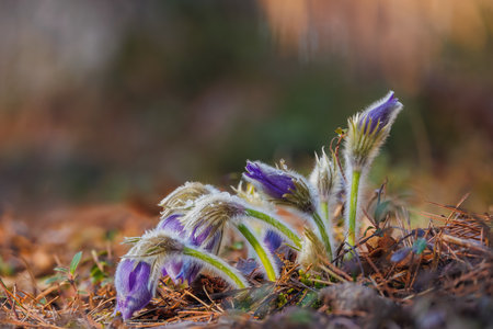 Pasque flowers blooming in the spring, Lithuaniaの写真素材