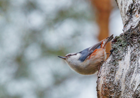Eurasian nuthatch - Sitta europaea on a treeの写真素材