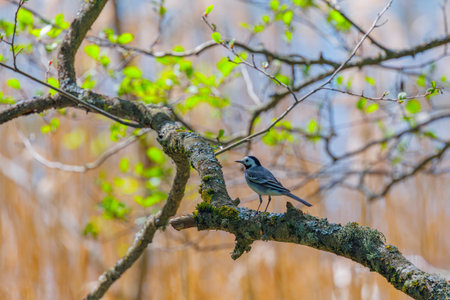 White wagtail, Motacilla alba on branchの写真素材