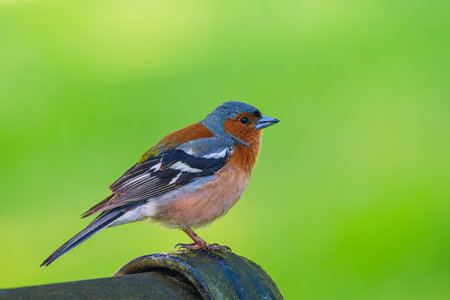 The Eurasian chaffinch, common chaffinch, or simply the chaffinch - Fringilla coelebs is a common and widespread small passerine bird in the finch familyの写真素材