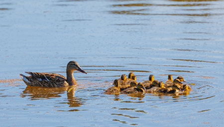 A Mother Duck and Her Adorable Ducklings Are Swimming Together in the Glistening Waterの写真素材