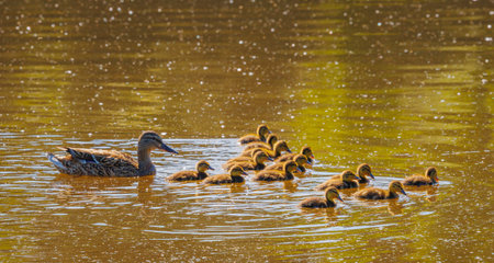 A Mother Duck and Her Adorable Ducklings Are Swimming Together in the Glistening Waterの写真素材