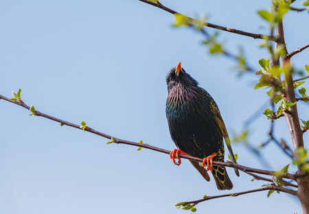 Starling - Sturnus vulgaris perches on branch before driving of Siskin at a garden feederの写真素材