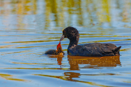 Eurasian coot - Fulica atra, feeding chickの写真素材