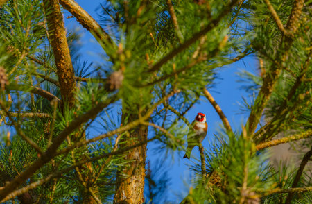 European goldfinch - Carduelis carduelis posing in the treeの写真素材