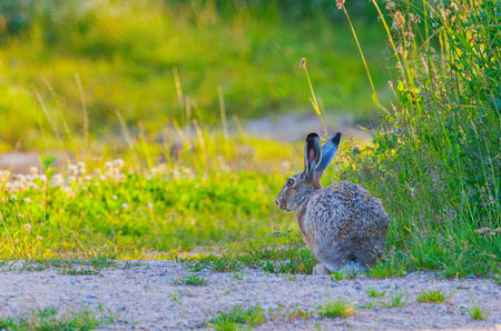 Funny looking Hare - Lepus europaeusin the field.の写真素材