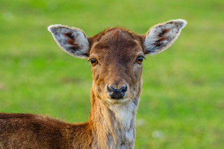 Detailed closeup of a deer, showcasing its beautiful features in a vibrant, lush green backgroundの写真素材