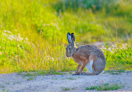 Funny looking Hare - Lepus europaeusin the field.の写真素材