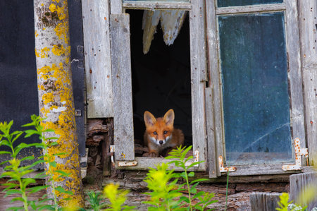Curious little cub of red fox - vulpes vulpes staring into the camera through the window of an old abandoned houseの写真素材
