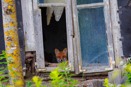Curious little cub of red fox - vulpes vulpes staring into the camera through the window of an old abandoned houseの写真素材
