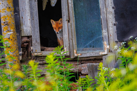 Curious little cub of red fox - vulpes vulpes staring into the camera through the window of an old abandoned houseの写真素材