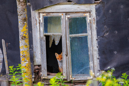 Curious little cub of red fox - vulpes vulpes staring into the camera through the window of an old abandoned houseの写真素材