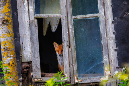 Curious little cub of red fox - vulpes vulpes staring into the camera through the window of an old abandoned houseの写真素材