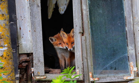 Curious little cubs of red fox - vulpes vulpes staring into the camera through the window of an old abandoned houseの写真素材
