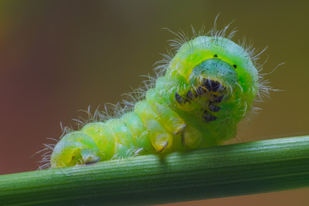 Black spotted yellow Caterpillar. Portrait of caterpillarの写真素材