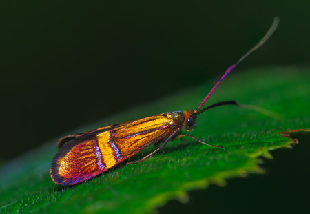 Detailed closeup on a European yellow-barred longhorn moth, Nemophora degeerella on a green leafの写真素材