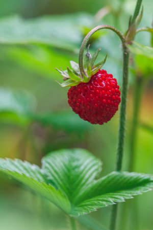 Ripe wild strawberries in the green forest. Fragaria vesca - wild strawberryの写真素材