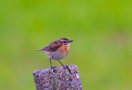 Whinchat - Saxicola rubetra posing on a stoneの写真素材
