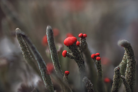 Beautiful red cap lichen - Cladonia cristatella, commonly known as the British soldiers lichen in pine forest. Macro photographyの写真素材