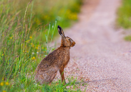 European brown hare, lepus europaeus, Hare sitting on a pathの写真素材