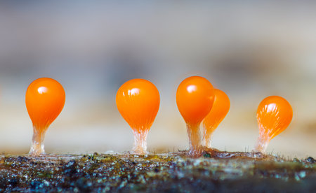 Orange slime mold - Trichia decipiens, its a small protist organismの写真素材