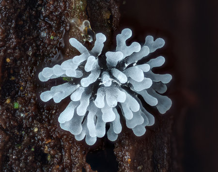 Coral slime mold - Ceratiomyxa fruticulosa