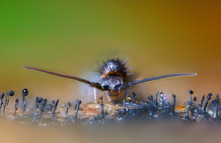 Slender springtail, Orchesella flavescens on wood, close up focus stacked macro photo