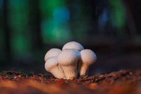 Close-up of a spiky white mushroom growing on forest ground among fallen leaves and twigsの写真素材