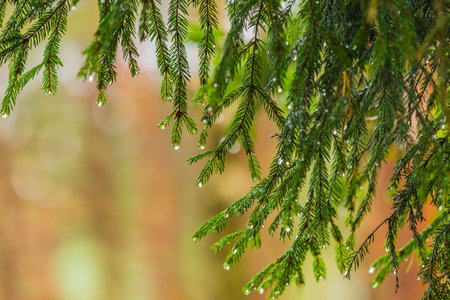 Rain drops on a branches of a fir tree