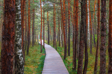 Wooden path through autumn pine forest in Lithuania