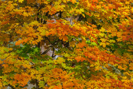 Autumn forest with vibrant red and yellow leavesの写真素材
