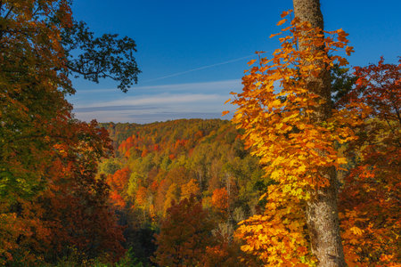 A Stunning Autumn Landscape Featuring Vibrant Trees, Bright Colors, and a Clear Blue Skyの写真素材