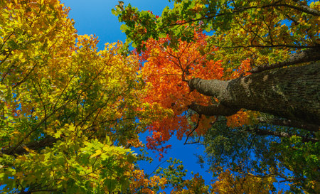 A Stunning Autumn Landscape Featuring Vibrant Trees, Bright Colors, and a Clear Blue Skyの写真素材