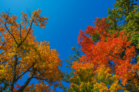 A Stunning Autumn Landscape Featuring Vibrant Trees, Bright Colors, and a Clear Blue Skyの写真素材