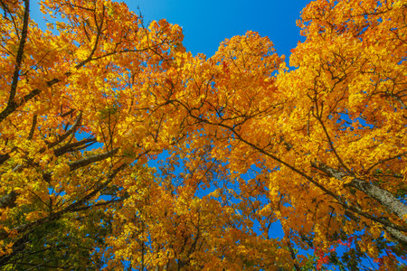 A Stunning Autumn Landscape Featuring Vibrant Trees, Bright Colors, and a Clear Blue Sky