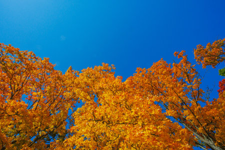 A Stunning Autumn Landscape Featuring Vibrant Trees, Bright Colors, and a Clear Blue Sky