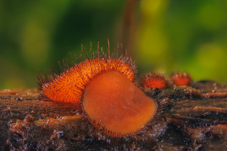 Common Eyelash Cup - Scutellinia scutellataの写真素材