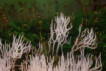 Ivory coral - Ramariopsis kunzei is a type of fungus. It is also known as white coral because its branched structure resembles sea coralの写真素材