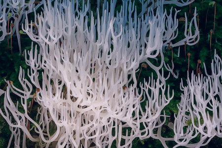 Ivory coral - Ramariopsis kunzei is a type of fungus. It is also known as white coral because its branched structure resembles sea coralの写真素材